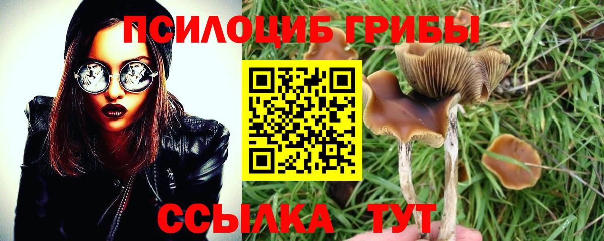 Галлюциногенные грибы Cubensis  Вход с VPN  Асино 